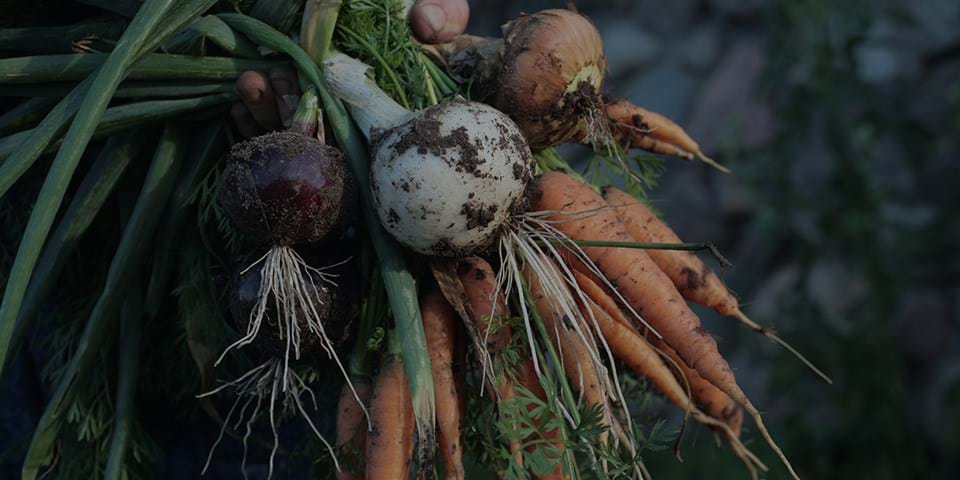 HEALTHY SOIL, FITTER PLANET