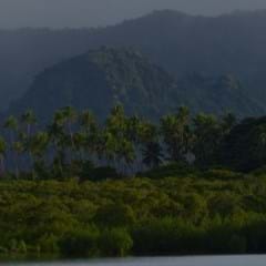 CARBON OFFSETTING