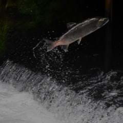 THE TRUTH ABOUT SALMON