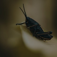 YOU WANT CRICKETS WITH THAT?