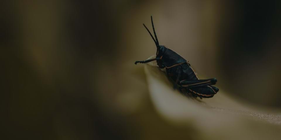 YOU WANT CRICKETS WITH THAT?