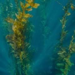 THE SEAWEED SOLUTION