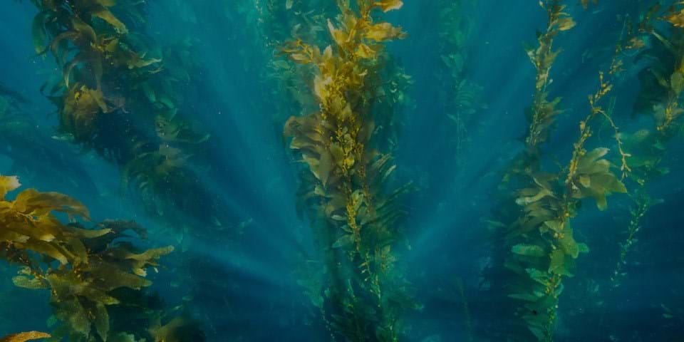 THE SEAWEED SOLUTION