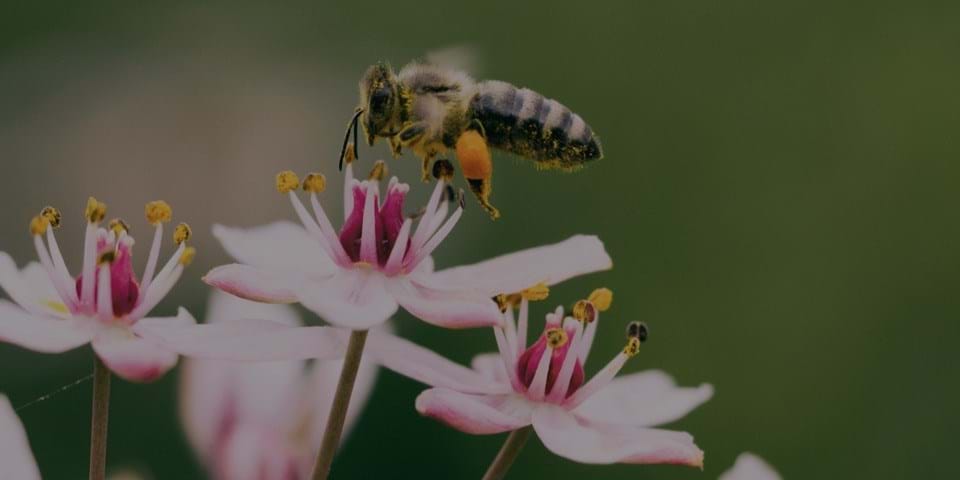 HOW TO MAKE A BETTER WORLD FOR BEES ... AND US