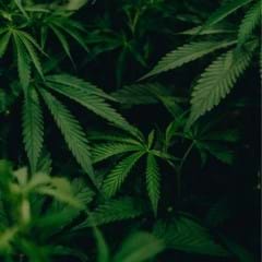 HEMP HYPE