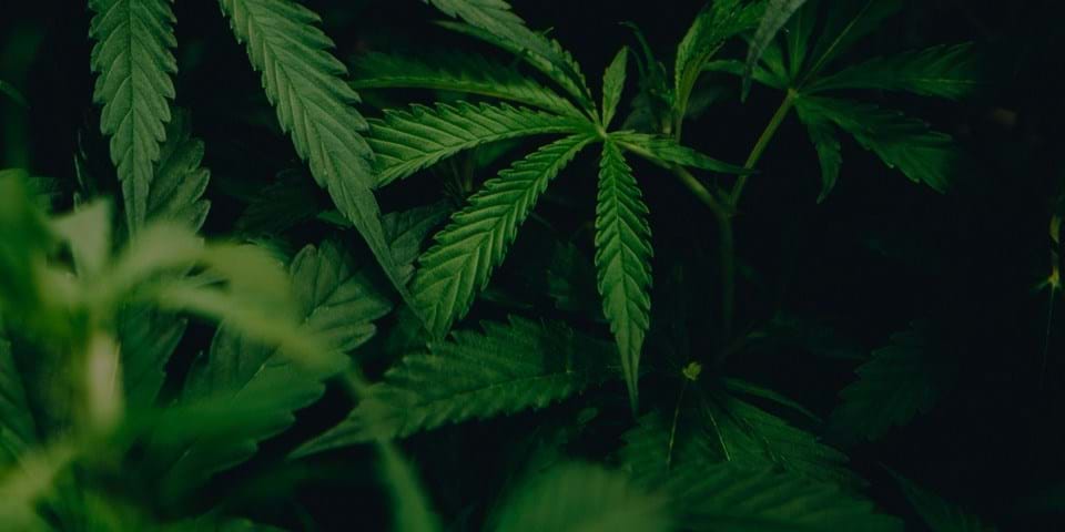 HEMP HYPE