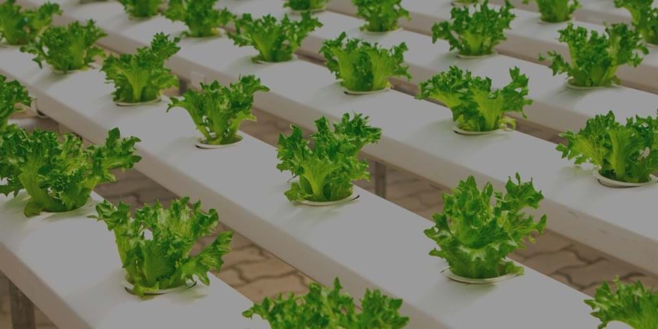ORGANICS VS HYDROPONICS