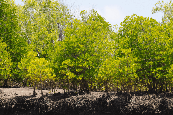 Close up image of mangroves