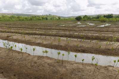 Zoomed out image of mangroves