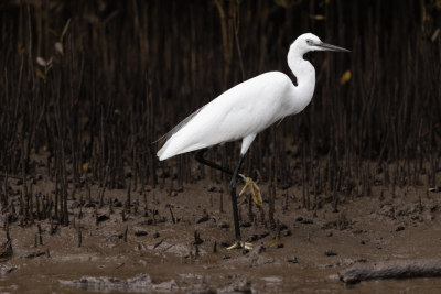 Bird walking through mangroves