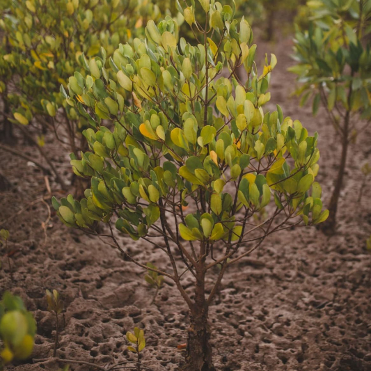 Mangrove tree