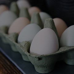 egg_240x240