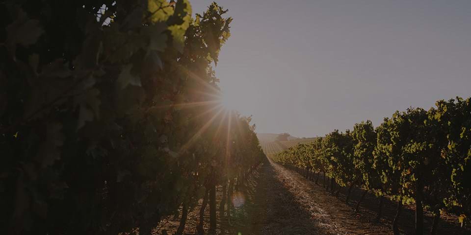 THE ORGANIC ARGUMENT