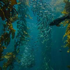 Seaweed-240x240.jpg