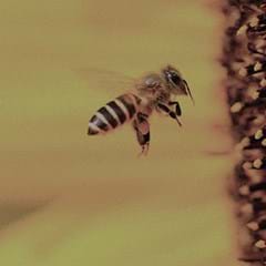 WHAT’S KILLING THE BEES?